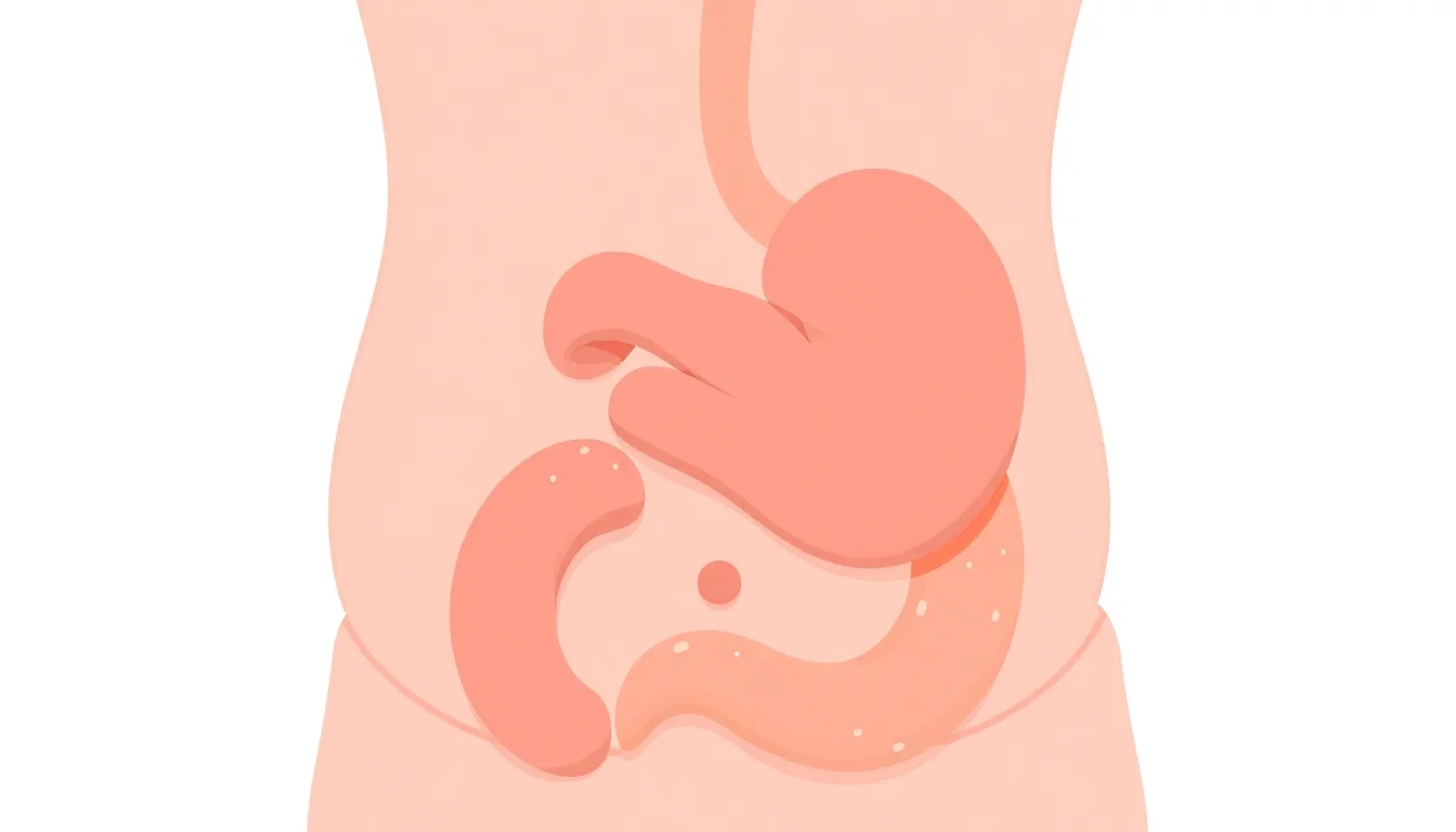 The Belly: A Complex Hub of Human Anatomy and Culture